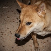 Shiba-Inu :: Tatiana 