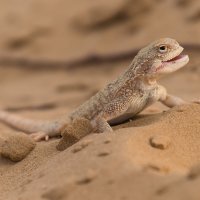 Круглоголовка :: Василий Дудин