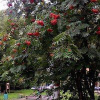 В начале сентября :: Елена Семигина