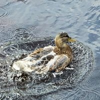 Как с утки вода :: Дмитрий Ерохин