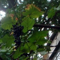 Созрел виноград у соседнего подъезда... :: Нина Корешкова