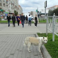 Бездомная собака . :: Мила Бовкун