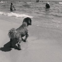 Собака у моря :: Юлия Закопайло
