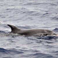 Средиземноморский дельфин :: Илья Кочанов