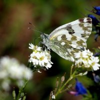 белянка рапсовая Pontia daplidice (Linnaeus, 1758) :: Александр Прокудин