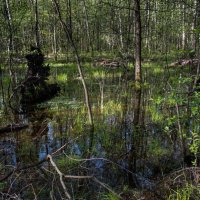 В лесу после дождя. :: Владимир Безбородов