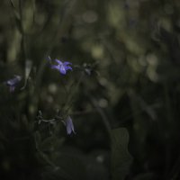Цветок в огороде :: Николай Алексеев