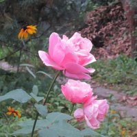 Розовые розы :: Дмитрий Никитин