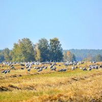 Журавлиный рай :: Геннадий Ячменев