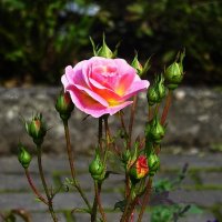 Солнечным сентябрьским днём в Ботаническом саду - Роза :: Маргарита Батырева