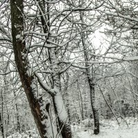 snow :: Vitaliy Dankov