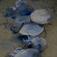 Спящие медузы :: Ксения Забара