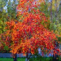 Осень :: Горкун Ольга Николаевна 