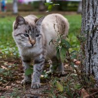 Бездомные коты Артём :: Сергей Бойко