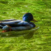 Селезень в изумрудном водоёме :: Милешкин Владимир Алексеевич 