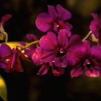 Орхидея :: Alexander Romanov (Roalan Photos)