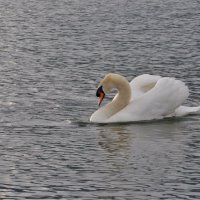 Белый лебедь на пруду :: Nata_li В.