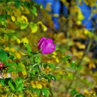 Цветок и плоды шиповника... :: Sergey Gordoff