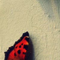 Бабочка :: Кристина Рагозинскя