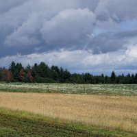 Пшеница :: Вячеслав Тихановский