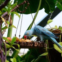 Blue parrot :: Дмитрий Каминский
