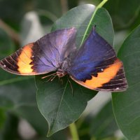 Butterfly on the leave :: Дмитрий Каминский