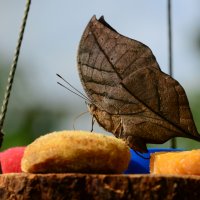 butterfly in camouflage :: Дмитрий Каминский
