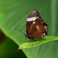 Butterfly-scout :: Дмитрий Каминский