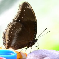 Feeding butterfly :: Дмитрий Каминский