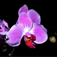 Орхидея :: Виктория Гавриленко
