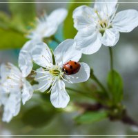 Алая капелька :: Елена Оберник