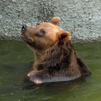 бурый медведь :: Светлана Шестова