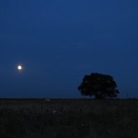 ночь в поле :: Светлана Шестова