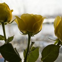 Розы на окне :: Елена Зинякова