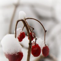 ягоды крови каплями на снегу... :: Katrin Anchutina