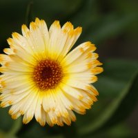 Солнечный цветок :: Евгения Федорова