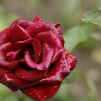 Розы после дождя _2 :: Евгения Федорова