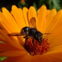 Пчела :: Валерий Никитин