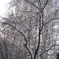 немного о зиме :: Евгения 