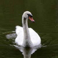 Swan :: Ekaterina Nikolaeva