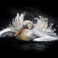 пеликаны :: Михаил Бибичков