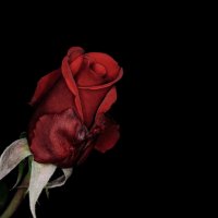 Красная роза... :: Александр Вивчарик