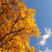 Осеннее золото и синева :: Андрей Головкин