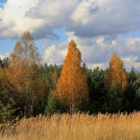 В осеннем наряде :: Николай Масляев