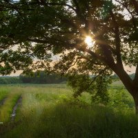 Пейзаж с дубом :: Александр Синдерёв