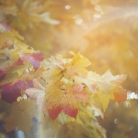 Осенний свет :: Eugeni Lis