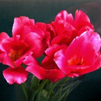 Тюльпаны :: Сергей Карачин