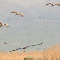 Заповедник Хула. Журавли готовятся к отлету. :: Герович Лилия 