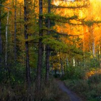 осень :: Горкун Ольга Николаевна 