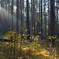 Луч солнца. :: Наталья 